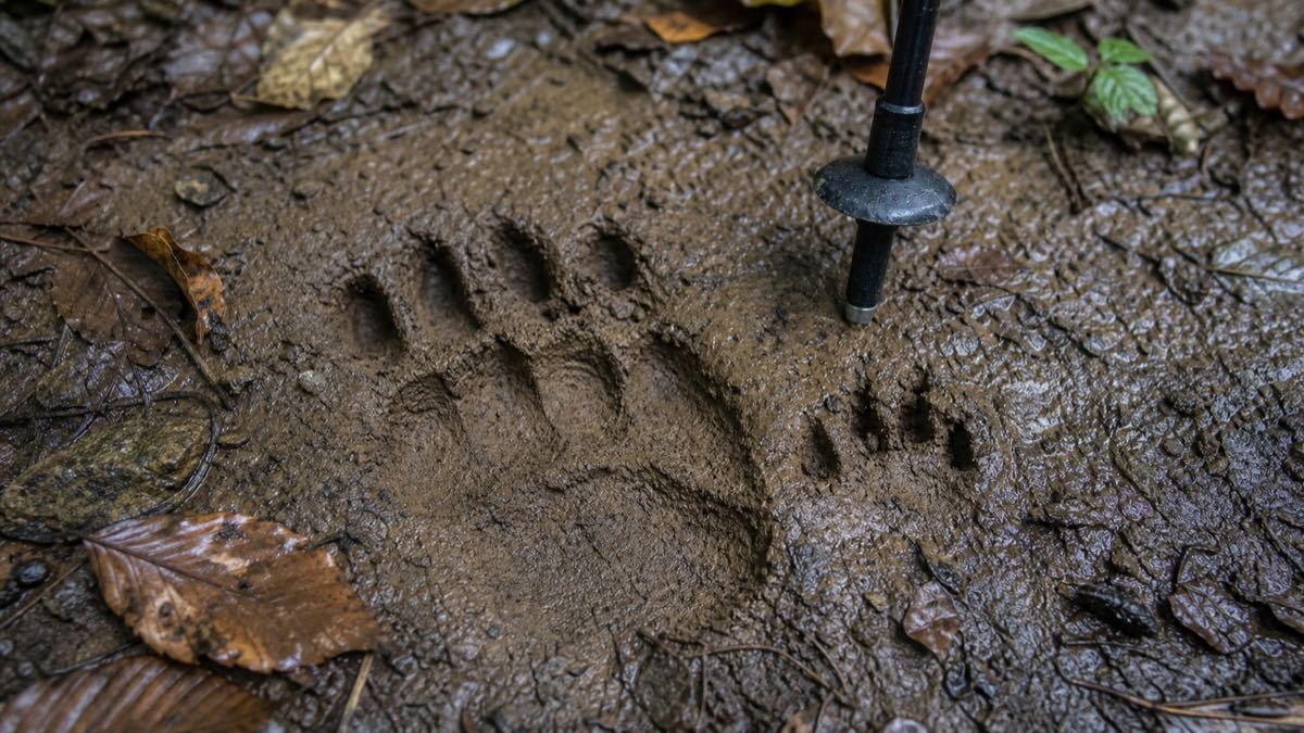 登山道の泥に残った熊の足跡のイメージ